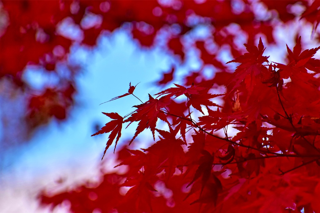 紅葉