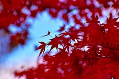 紅葉