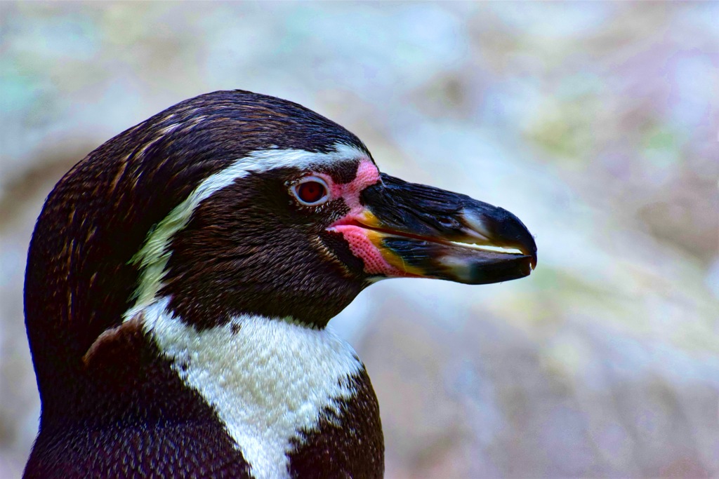 ペンギン
