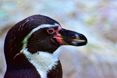 ペンギン