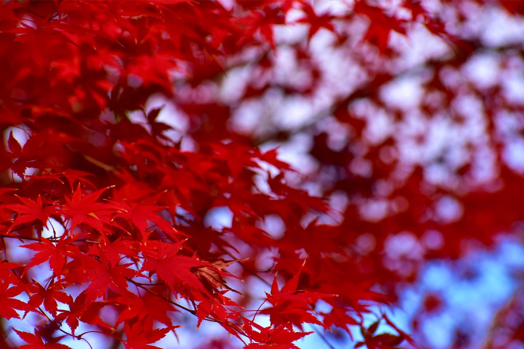 紅葉