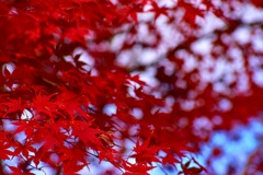 紅葉