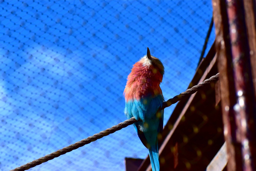 カラフル