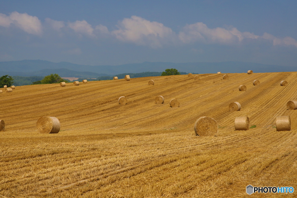コロコロがいっぱい