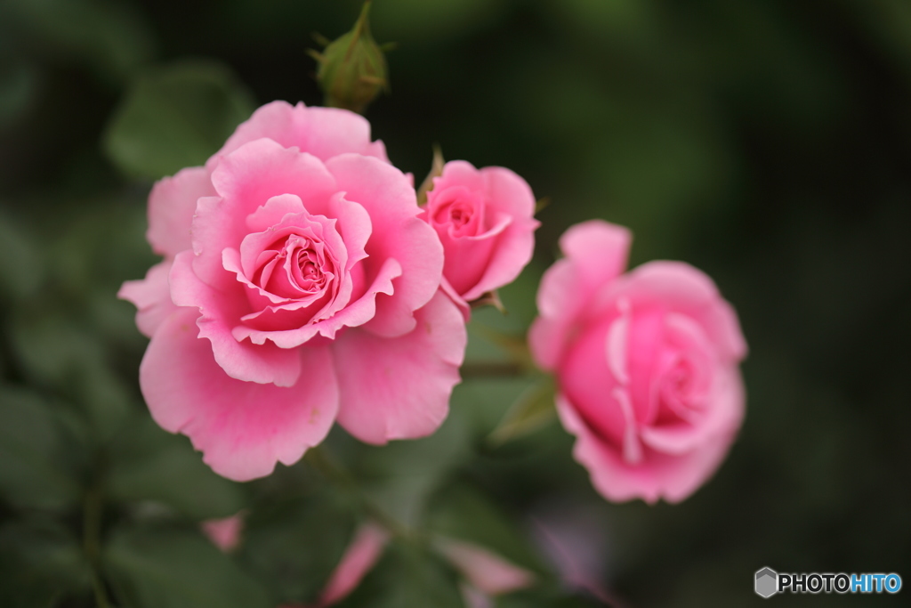 我が家の薔薇＿１