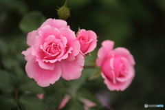我が家の薔薇＿１