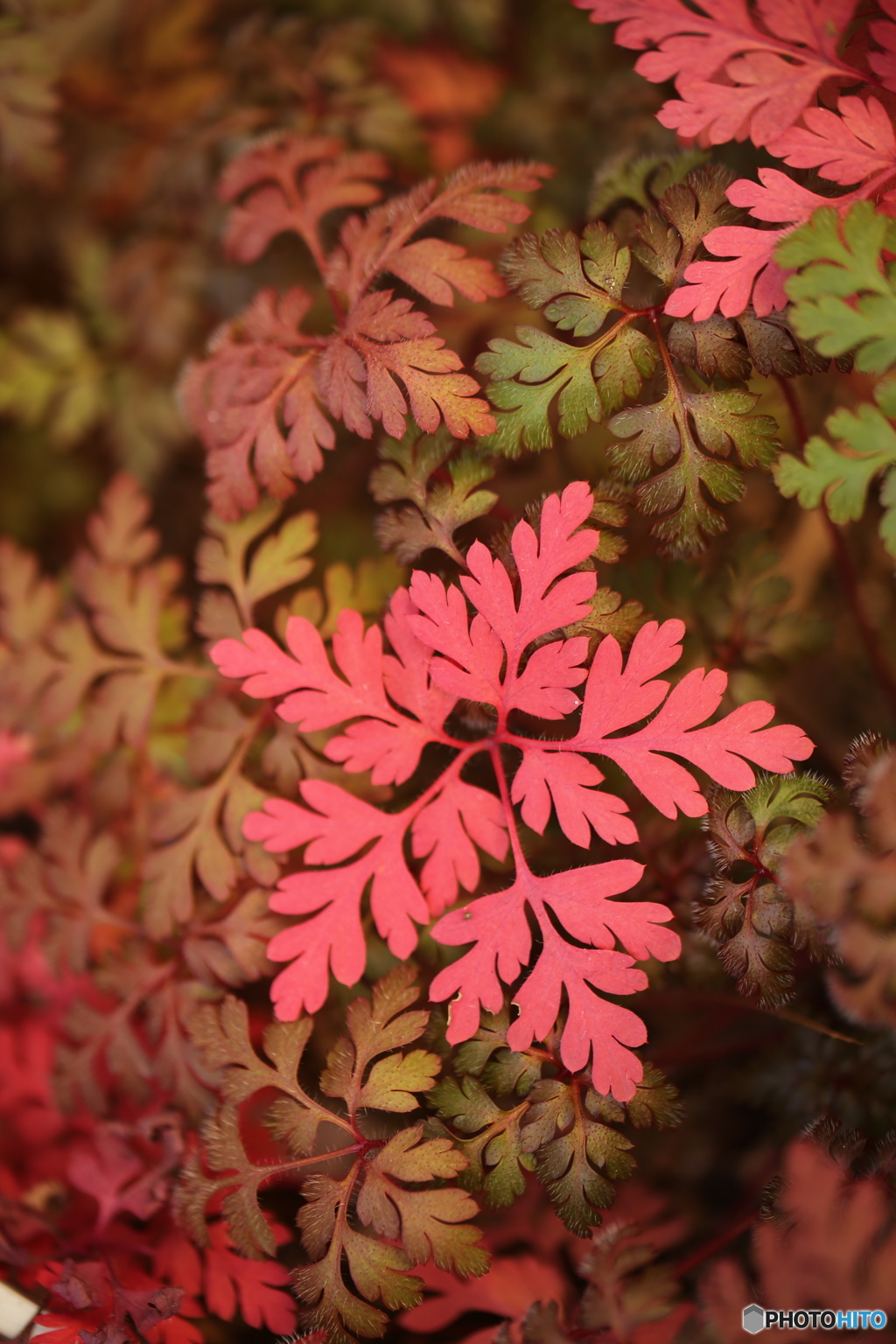 クリスマスの頃