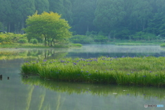 杜若＿１