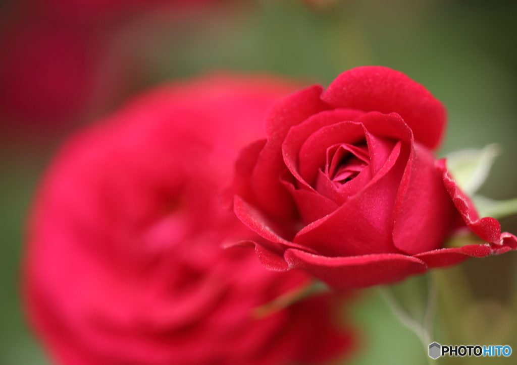 薔薇は蕾が可愛い