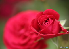 薔薇は蕾が可愛い