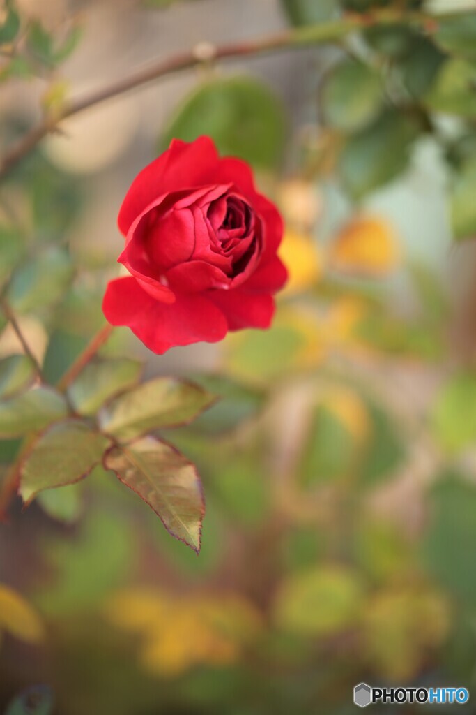 今年最後の薔薇ー１