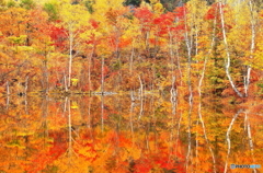 まいめの池の紅葉