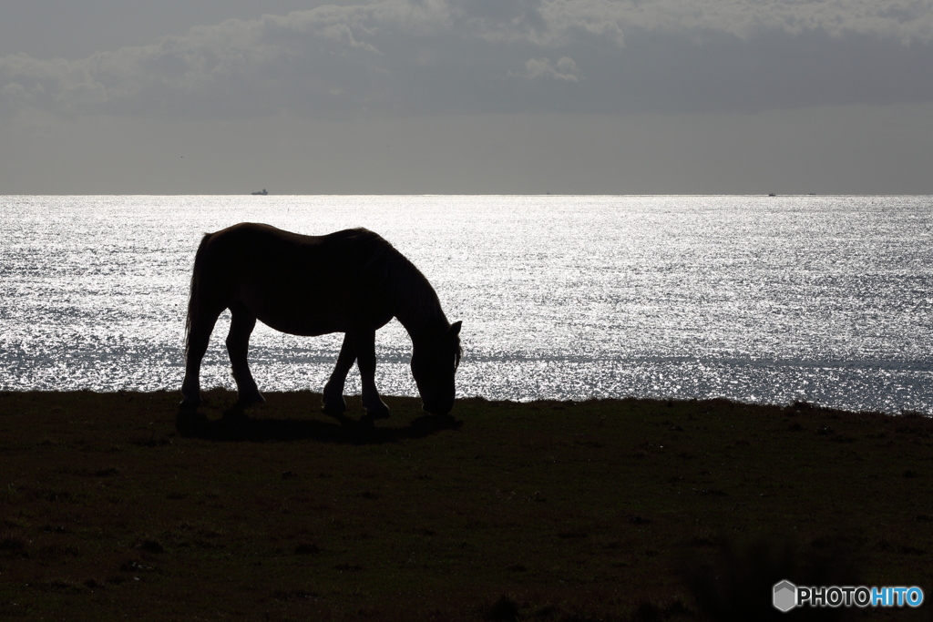 寒立馬のシルエット