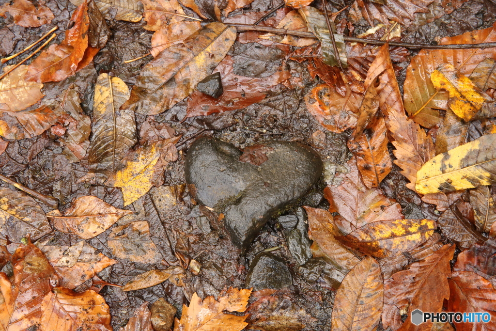 ハートの形をした石ころ