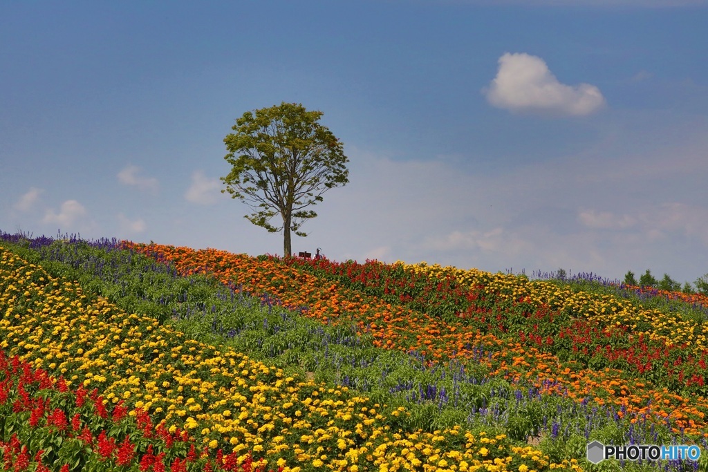 四季彩の丘ー２
