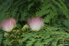 ねむの木の花