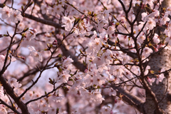 桜咲く