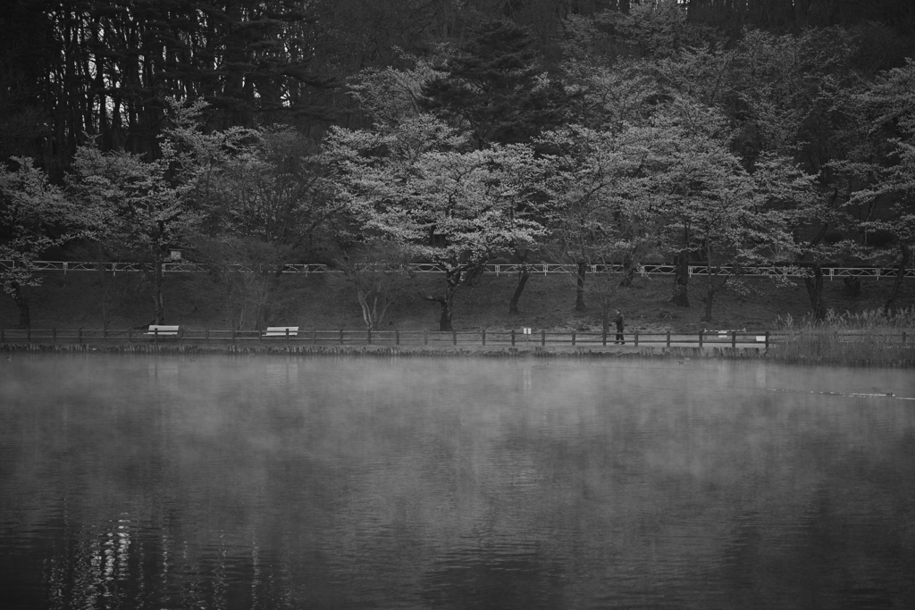 Fog cherry blossoms