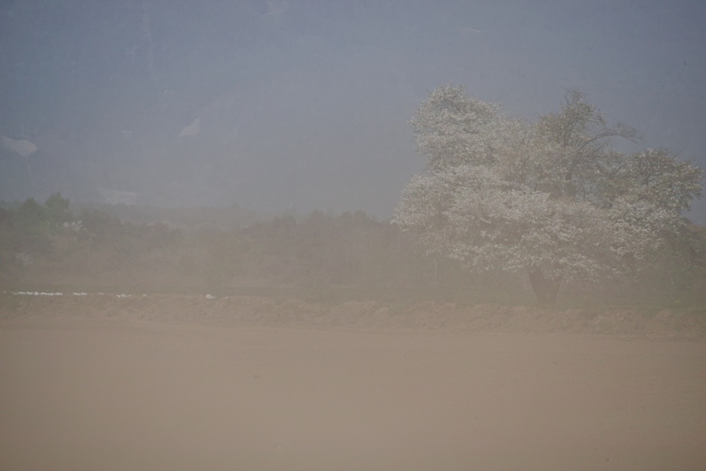 霞桜