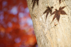 Shadow Leaf