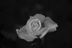 Monochrose