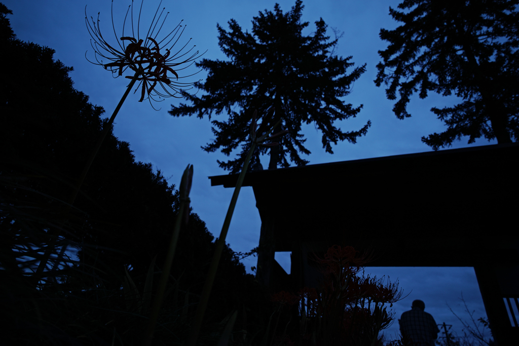 silhouettes