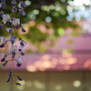 a wisteria