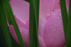 ancient lotus