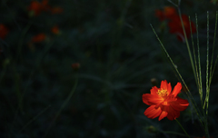 a Cosmos sulphureus