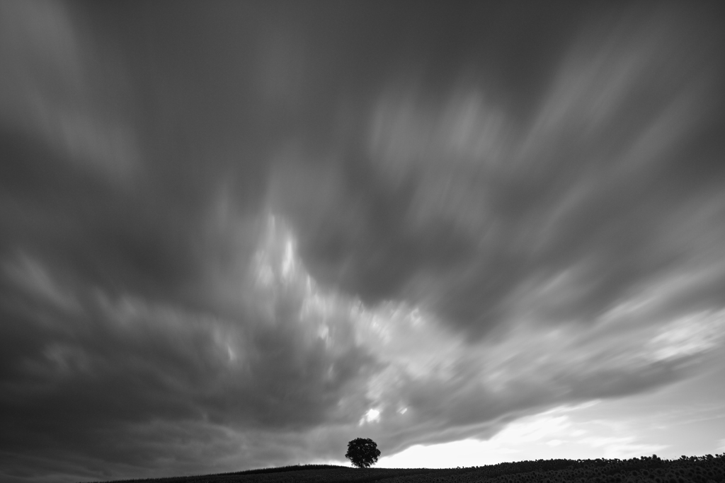 tree