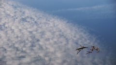 Cloud curve