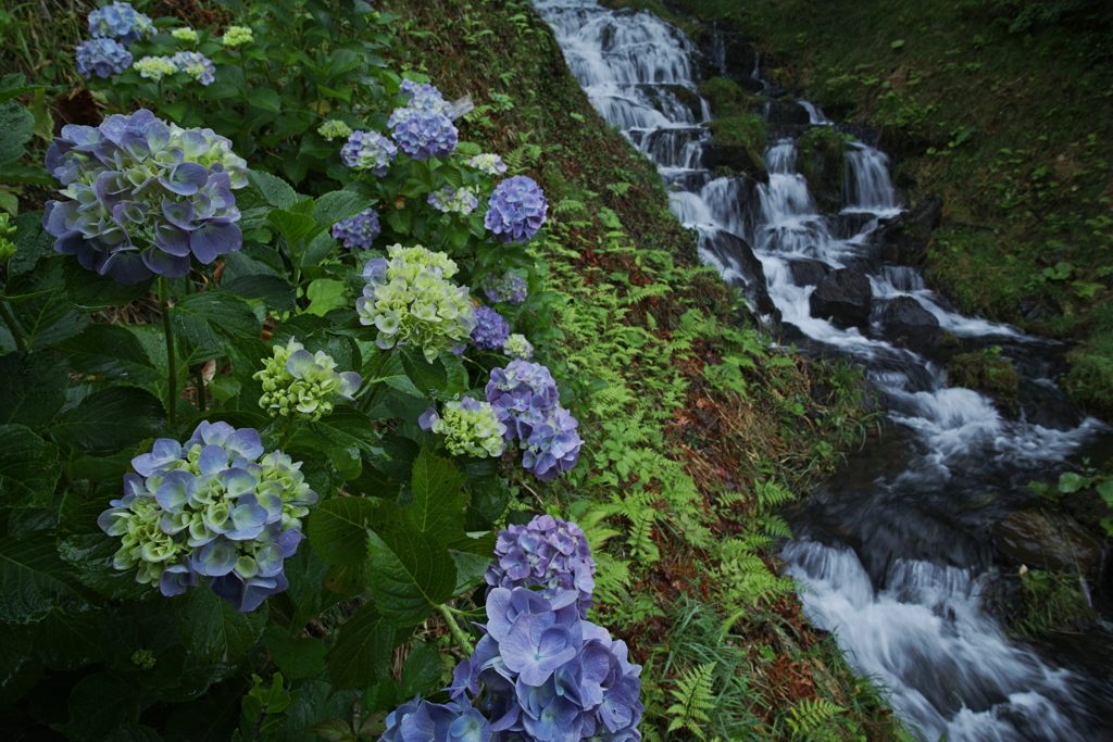 紫陽花