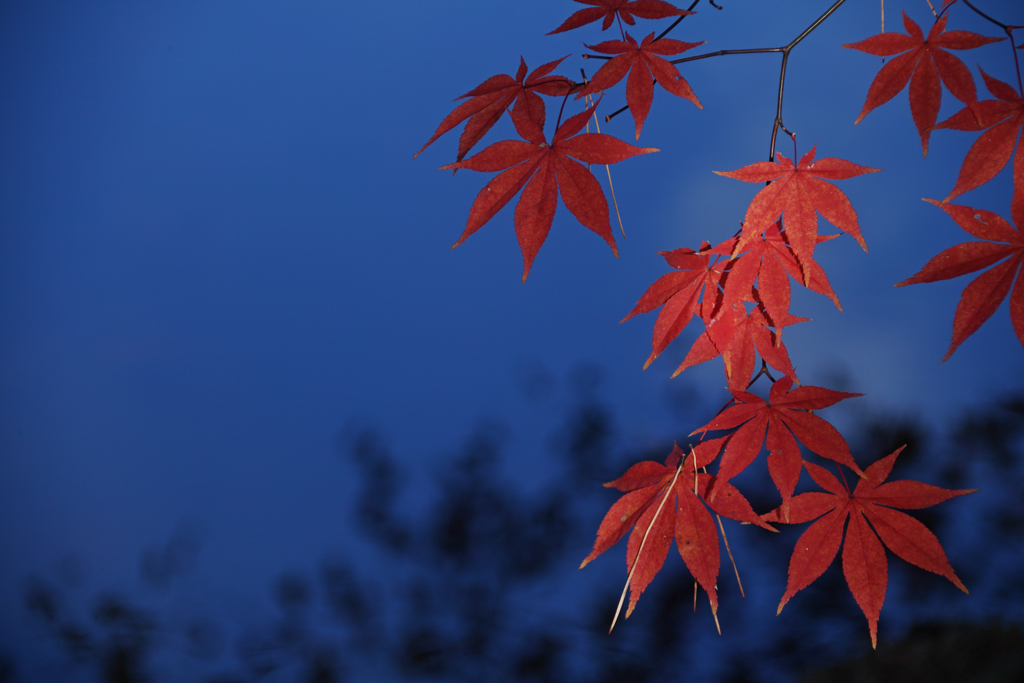 Red ＆ Blue