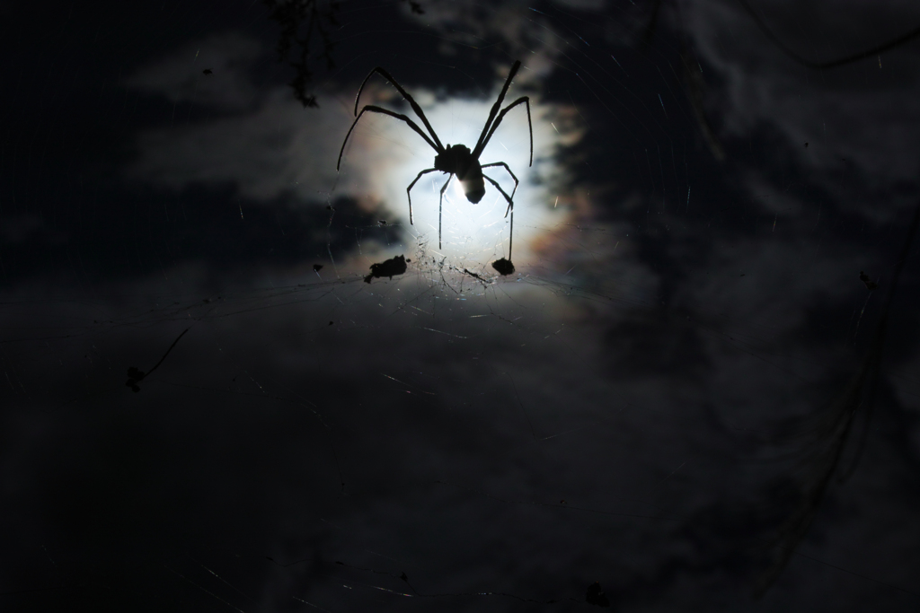 Spidey