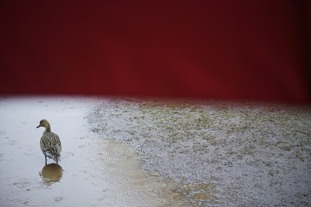 Rainy red