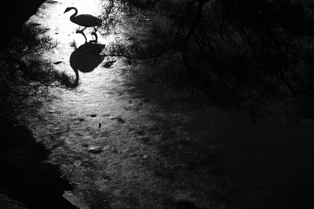 messenger of light
