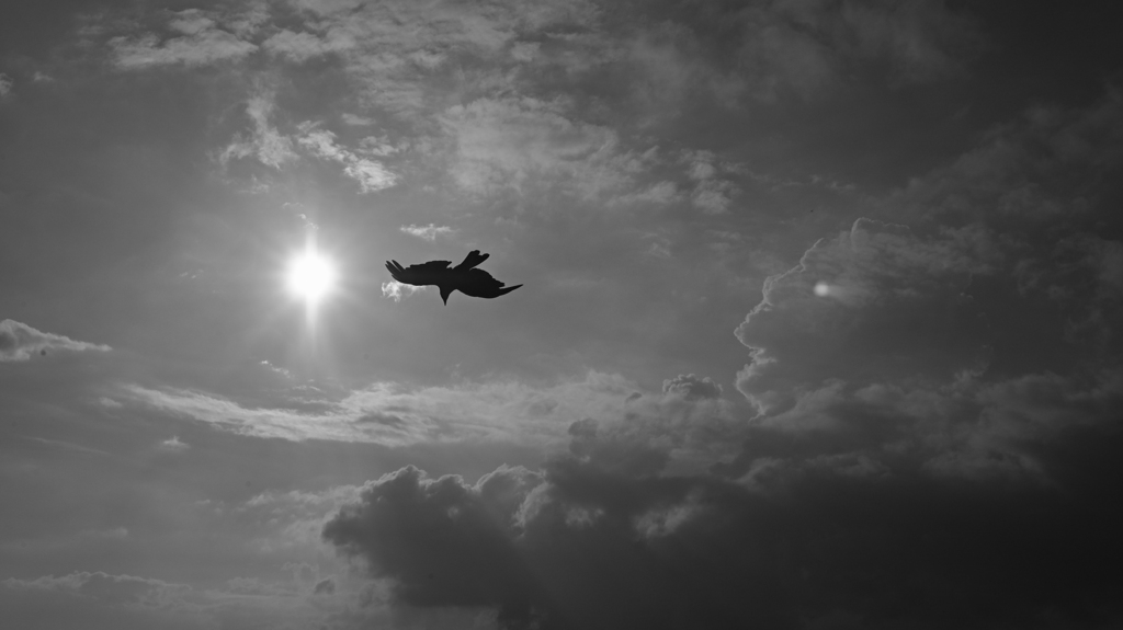 Fov monochrome