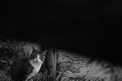In the eyes
