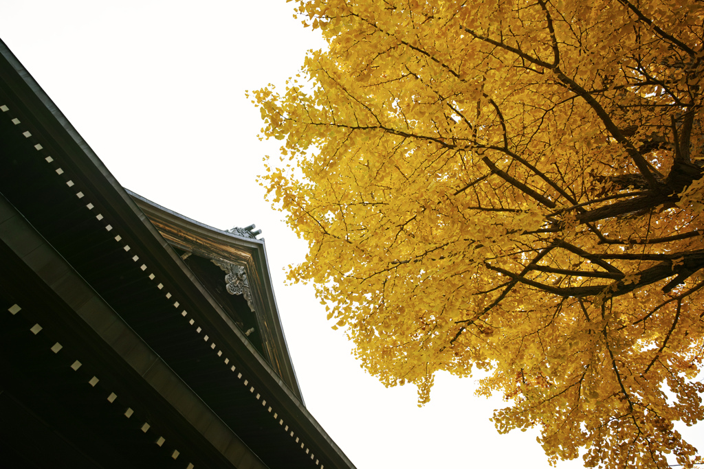 本誓寺の秋