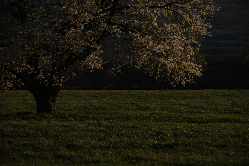 生命の桜