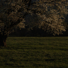 生命の桜