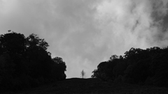 Tree & shadow