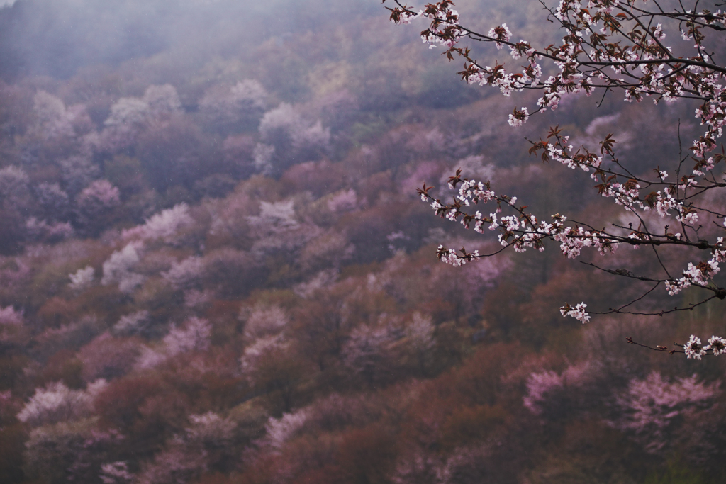 天霧