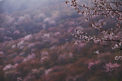 天霧