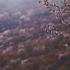 天霧