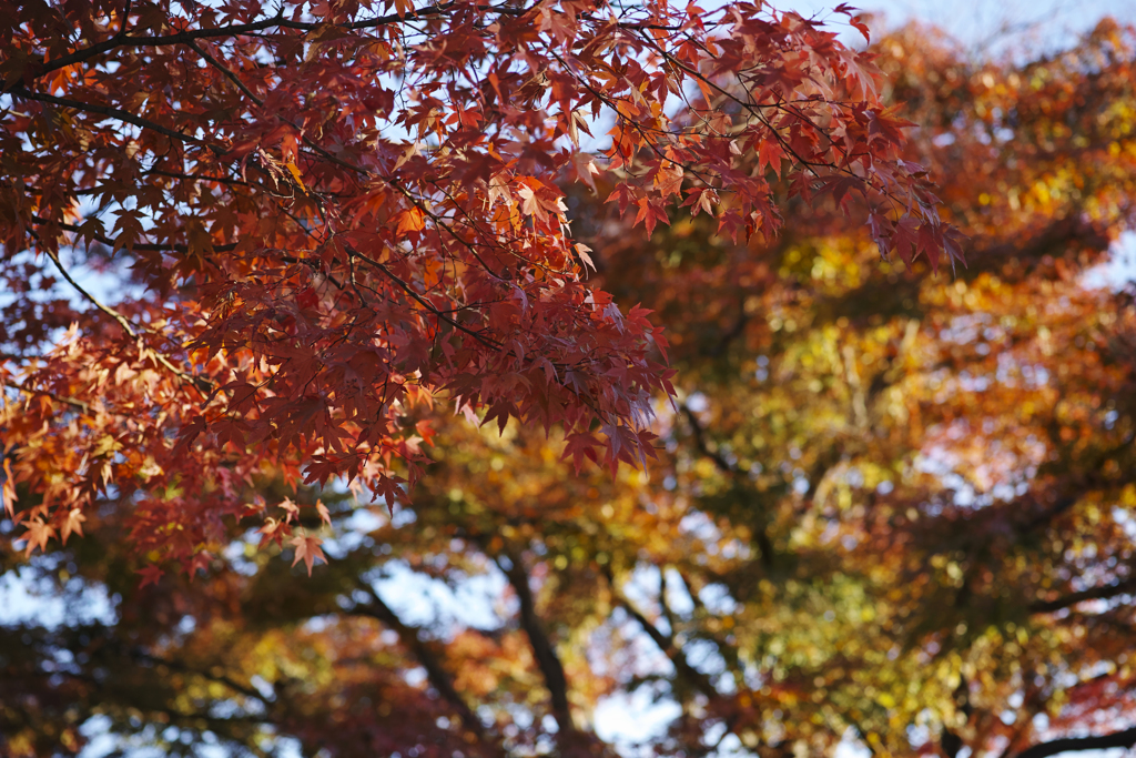 公園の秋
