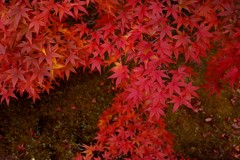 秋模様