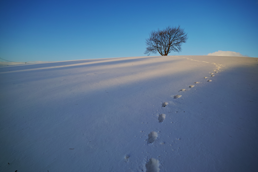 Footsteps to spring