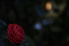 a camellia