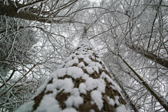 Snow trees